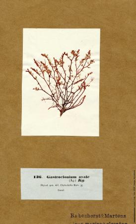 Gastroclonium ovatum.jpg